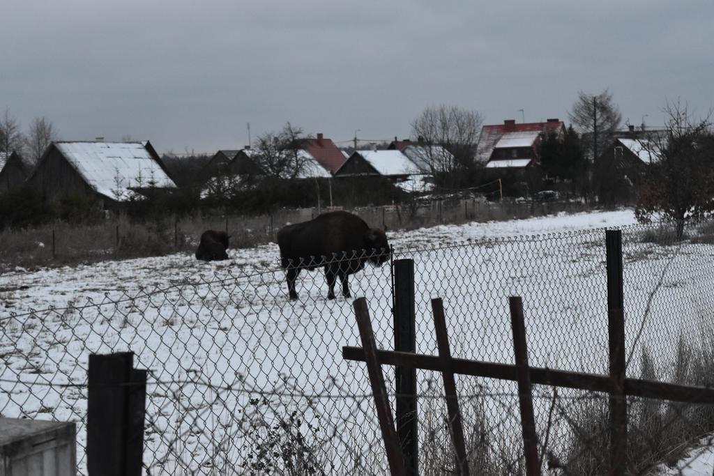 Białowieżaドメク ヤスコフカアパートメント エクステリア 写真
