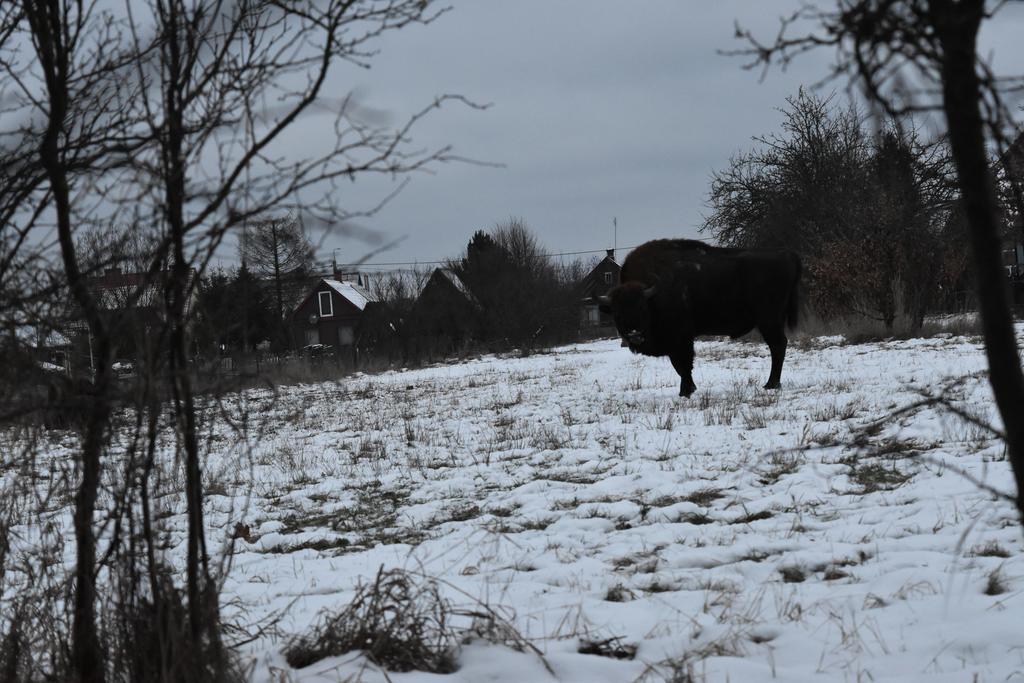 Białowieżaドメク ヤスコフカアパートメント エクステリア 写真