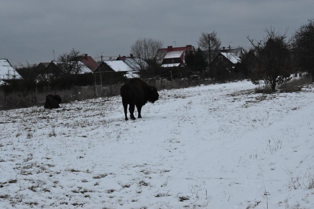 Białowieżaドメク ヤスコフカアパートメント エクステリア 写真